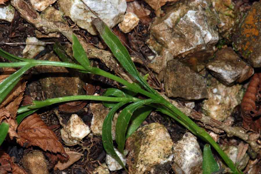 Gentianopsis ciliata / Genziana sfrangiata